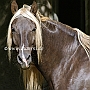 Rocky_ Mountain_ Horse_ 3(73)